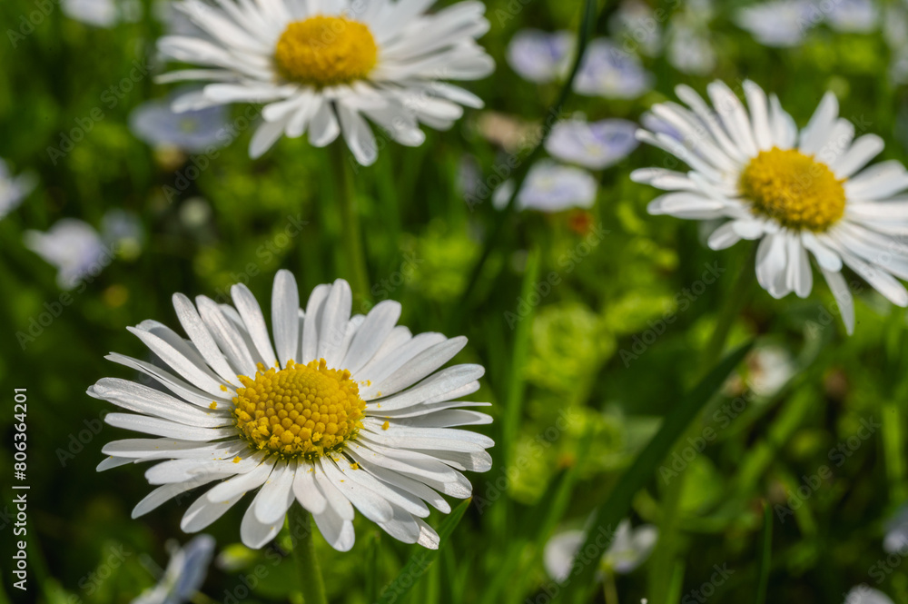 white field daisy and grass background, close up view white field daisy and grass background, close up view