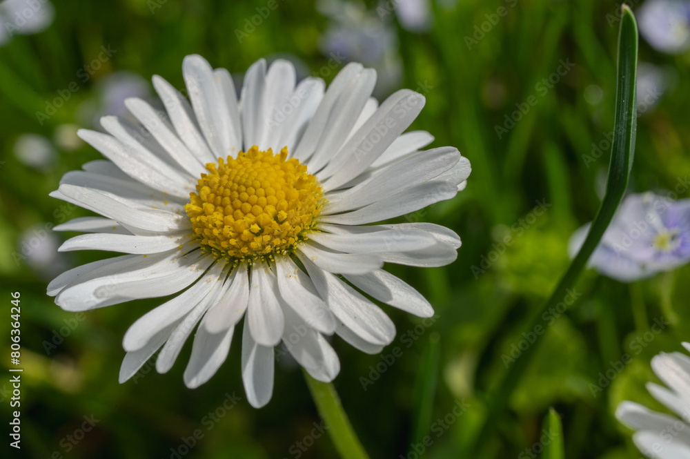 white field daisy and grass background, close up view white field daisy and grass background, close up view