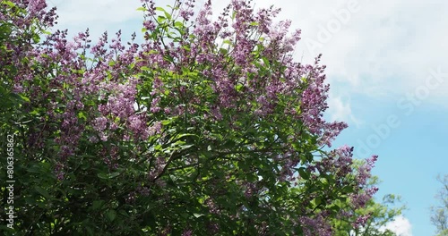 Hungarian lilac tree or Lady Josika's lilac (Syringa josikaea) Ornamental shrub with arching slender stems bearing loose clusters of pink tubular et lobed flowers between oblong green leaves
 photo
