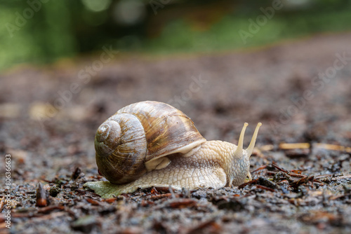 A snail with its eye stalks out, crawls on the soil in search of food