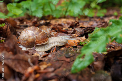 A snail moves slowly among plant leaves on the forest floor