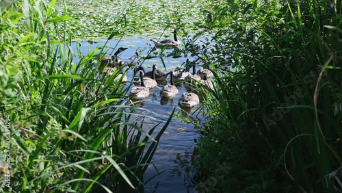 An adult young family of Canada goose bathes in the summer photo