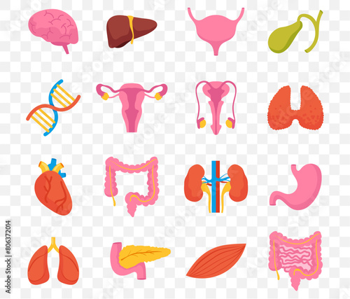 Human internal organs doodle line art style isolated set. Vector graphic design element illustration
