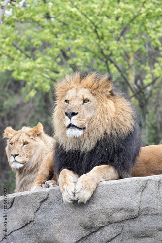 lion and lioness kings of zoo portrait