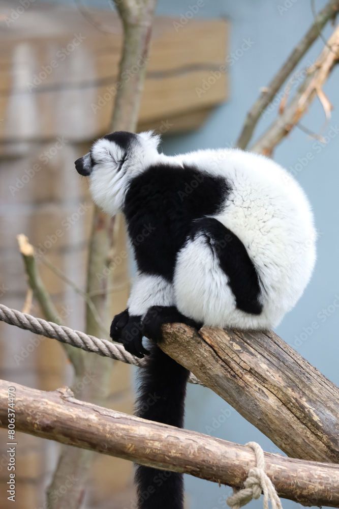 Obraz premium black and white lemur