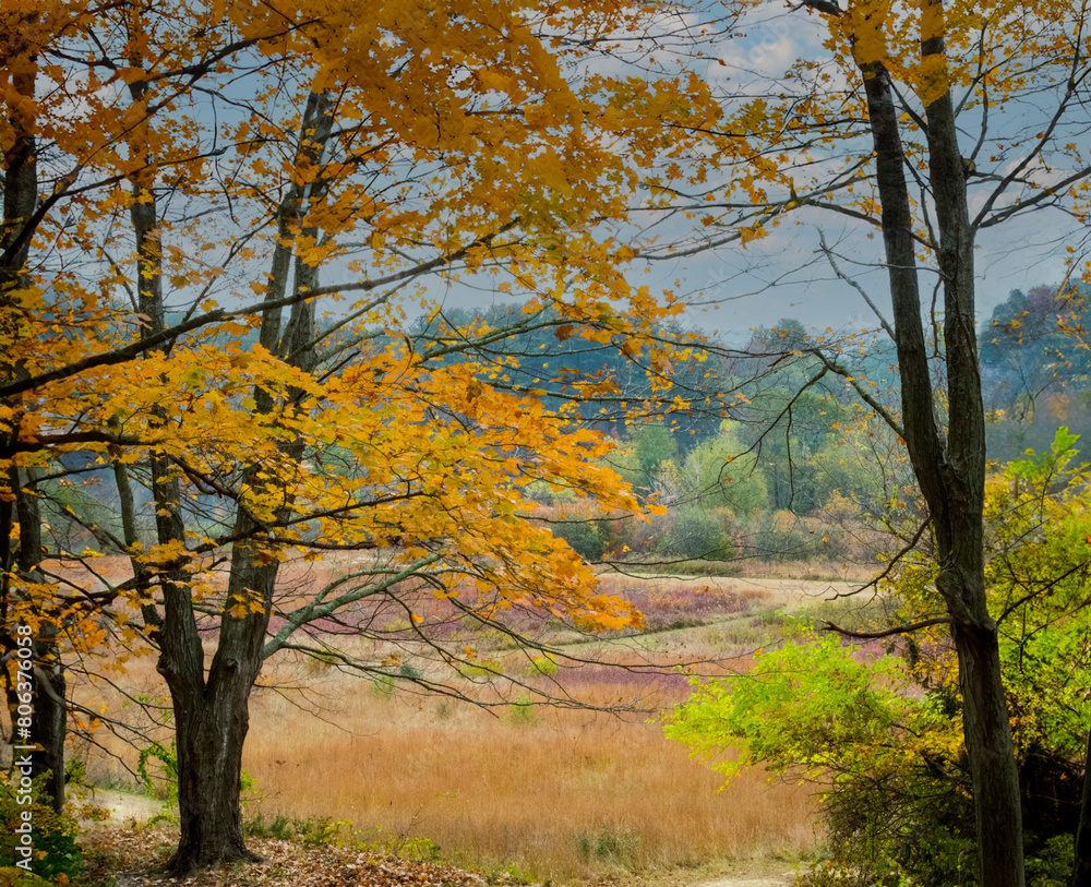 Fototapeta premium autumn in the park