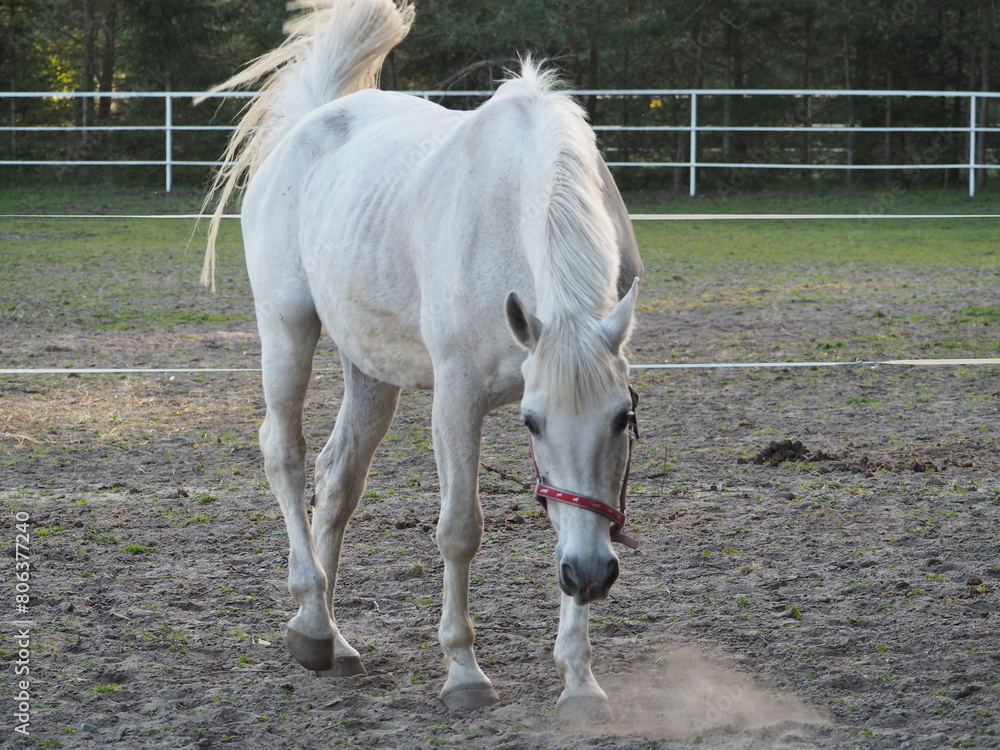 Obraz premium Biały koń