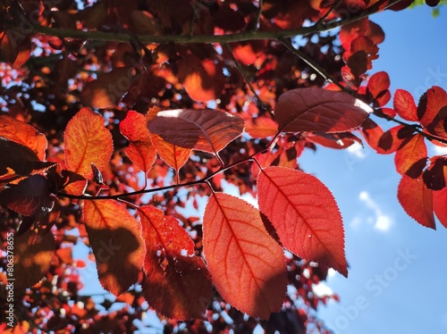 Cherry plum (Prunus cerasifera Ehrh.), red leaves in sunshine against blue sky photo