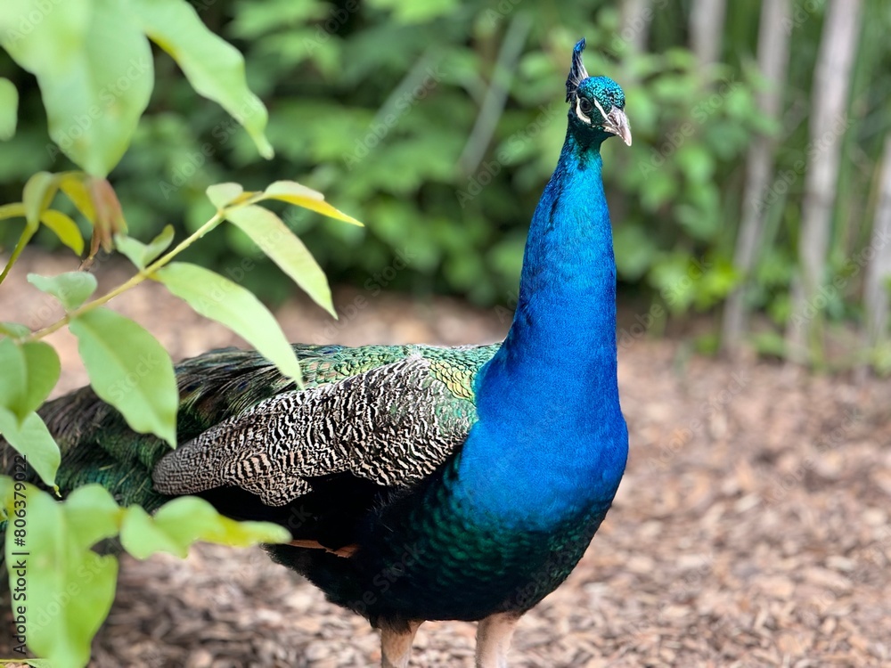 Obraz premium A peeking Peacock