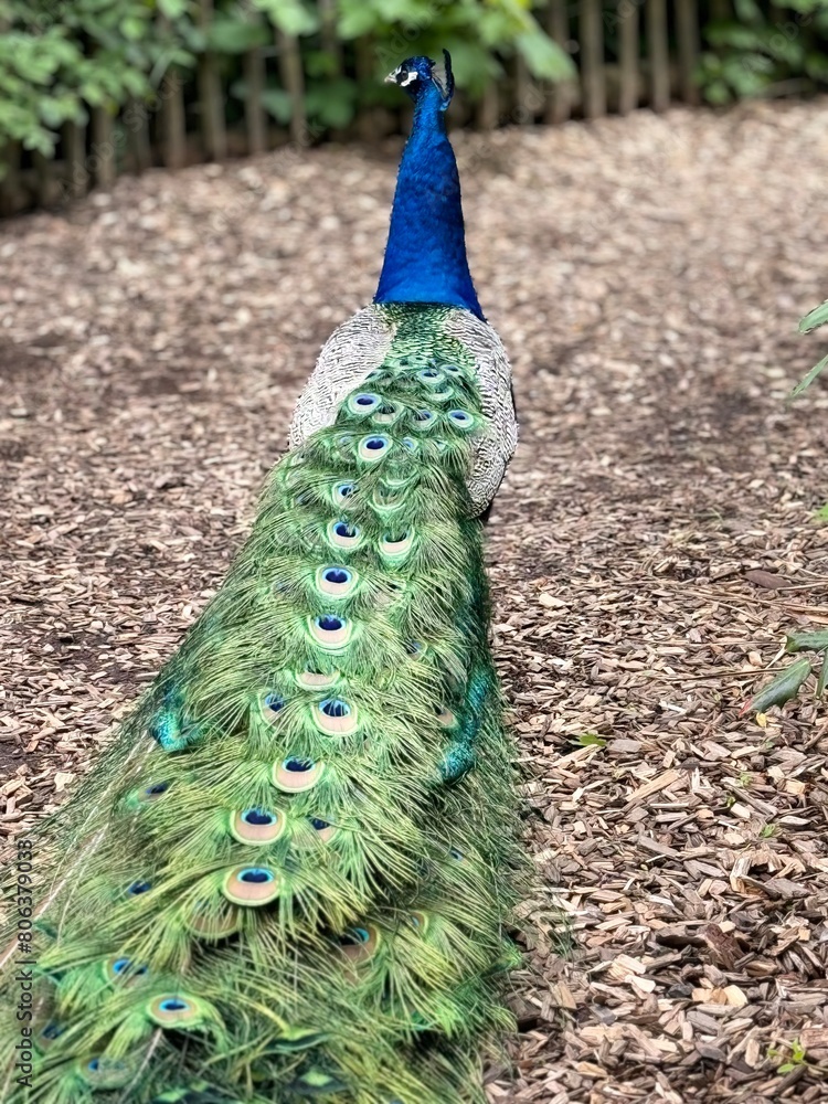 Obraz premium Peacock feathers