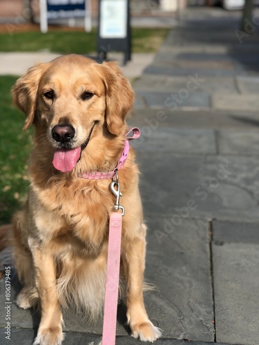 golden retriever dog