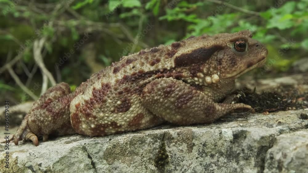 Common toad or European toad on stone. Close-up portrait of large amphibian in nature habitat, 4k Common toad or European toad on stone. Close-up portrait of large amphibian in nature habitat, 4k