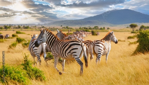 zebras roaming the savannah a stunning display of nature s beauty as herds of striped equines grace the african grasslands