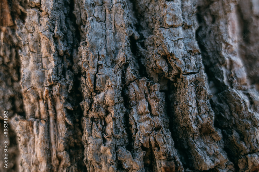 The texture of the bark of a large old tree on a sunny day. Close-up. Macro The texture of the bark of a large old tree on a sunny day. Close-up. Macro
