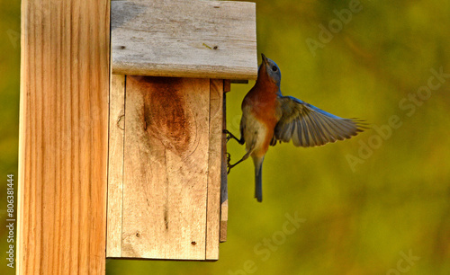 Bluebird On Nestbox-4959