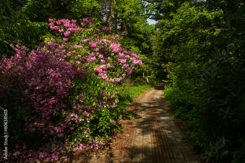 Rhododenron blossom in Jeli Arboretum Nature Reserve in Hungary photo