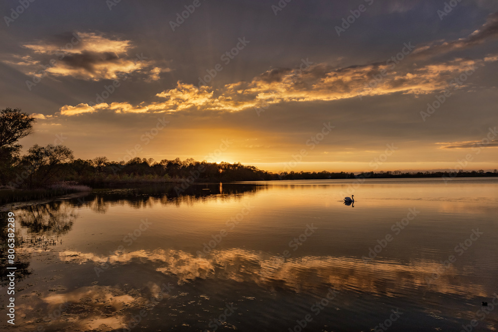 Swan on the lake at sunset.