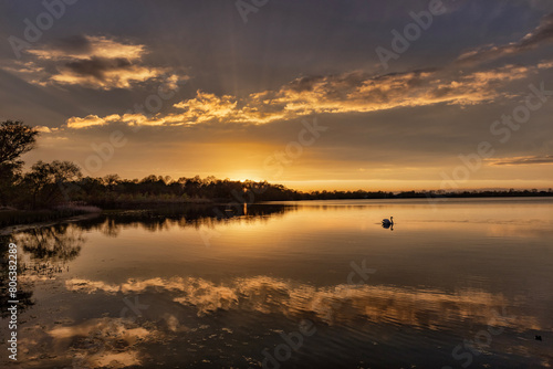 Swan on the lake at sunset.