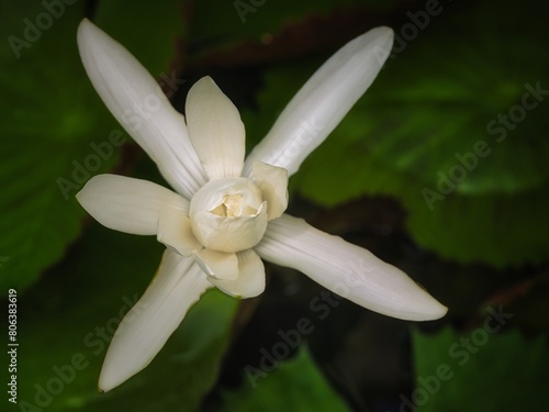 White water lily flower among green leaves outdoors in nature