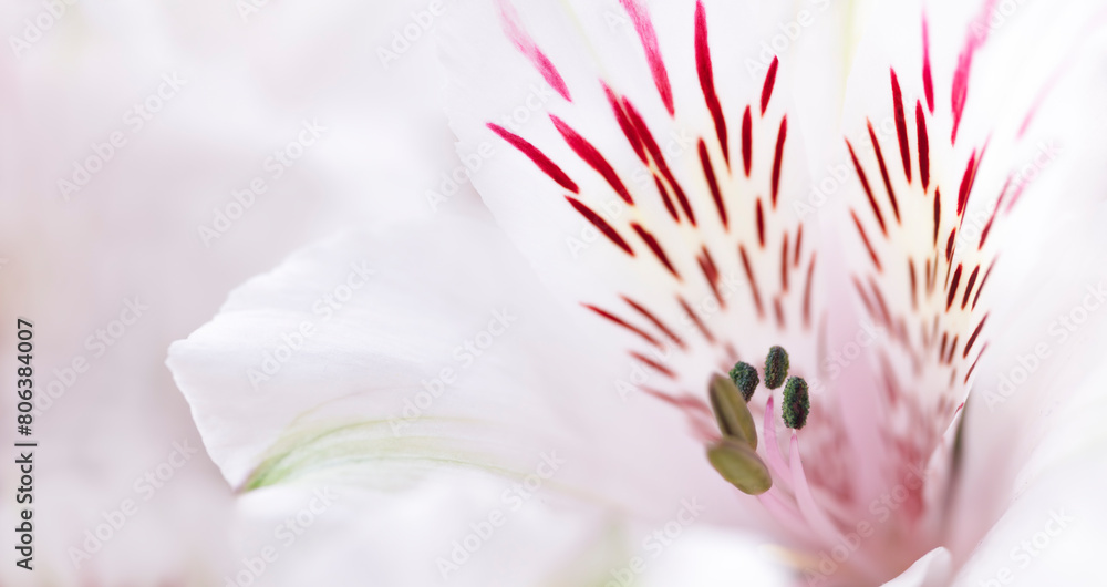 A close up of a flower with a pink and white center. The flower is in full bloom and has a very delicate appearance A close up of a flower with a pink and white center. The flower is in full bloom and has a very delicate appearance