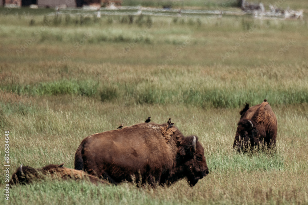 American Bison, Wyoming American Bison, Wyoming