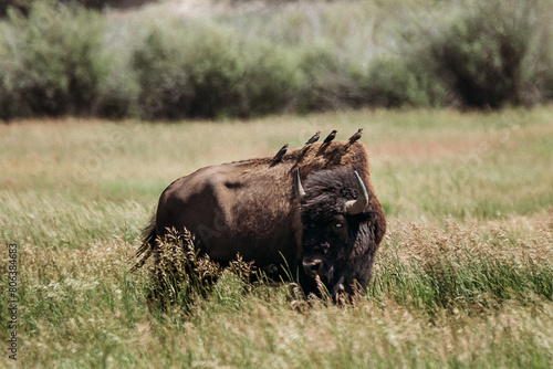 American Bison  Wyoming