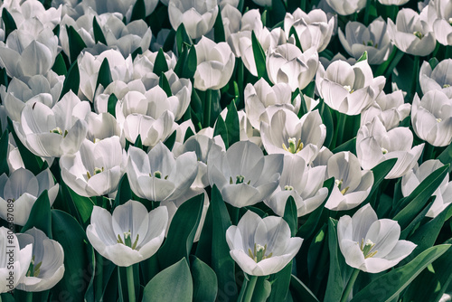 Field of fresh White Tulips in the park