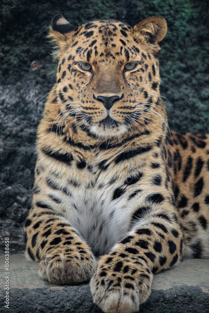 Portrait of a the Amur leopard (Panthera pardus orientalis). East Siberian leopard. Red List Portrait of a the Amur leopard (Panthera pardus orientalis). East Siberian leopard. Red List