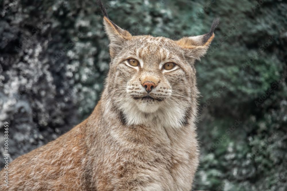 Portrait of a lynx close up Portrait of a lynx close up
