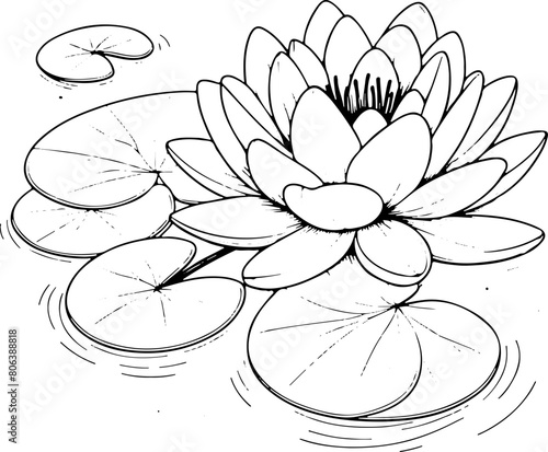 Nénuphar ou lotus - Dessin au trait line art, vecteur noir avec contour isolé fond transparent. Style minimaliste, peut convenir a page de livre de coloriage, journal, agenda, cahier.