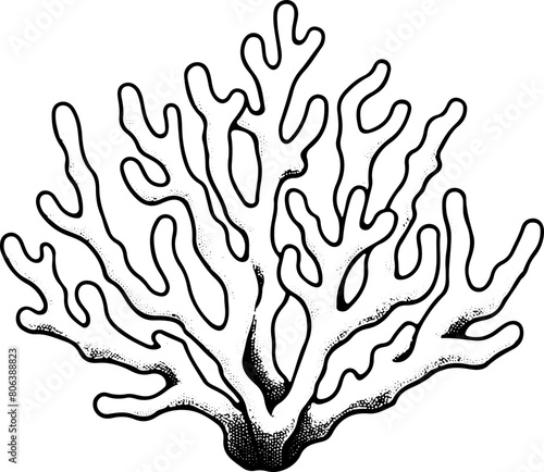 Corail - Dessin au trait line art, vecteur noir avec contour isolé fond transparent. Style minimaliste, peut convenir a page de livre de coloriage, journal, agenda, cahier.