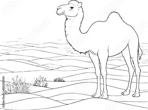 Chameau désert - Dessin au trait line art, vecteur noir avec contour isolé fond transparent. Style minimaliste, peut convenir a page de livre de coloriage, journal, agenda, cahier.