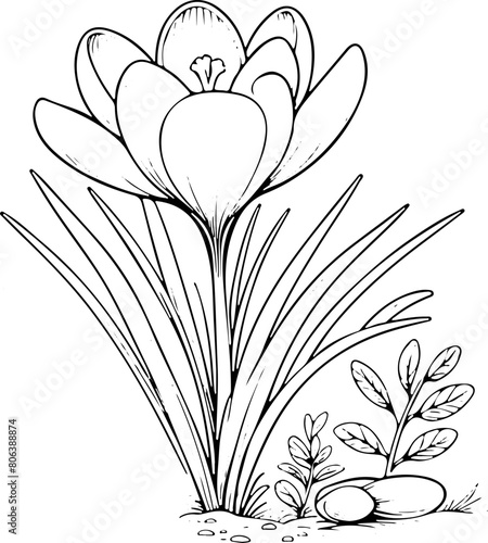 Fleur crocus - Dessin au trait line art, vecteur noir avec contour isolé fond transparent. Style minimaliste, peut convenir a page de livre de coloriage, journal, agenda, cahier.