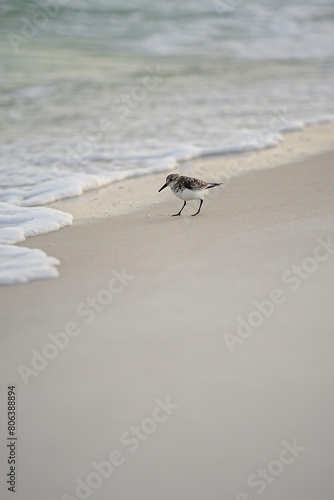 Sand piper by the water