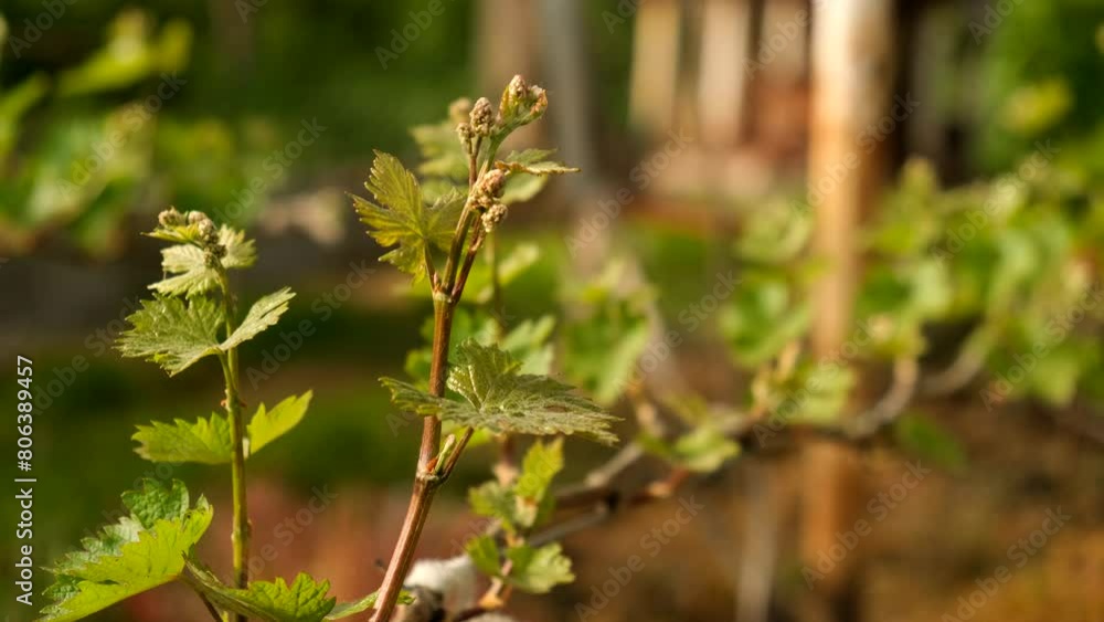 Growing grapes. Spring growth and flowering of the vine. Growing grapes. Spring growth and flowering of the vine.