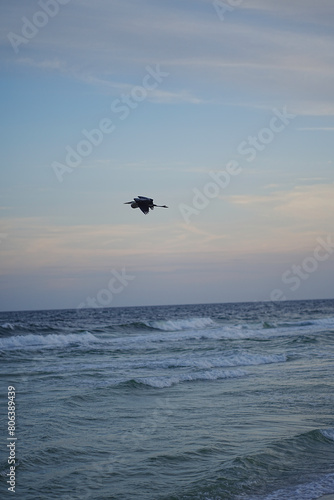 Blue heron flying at the beach