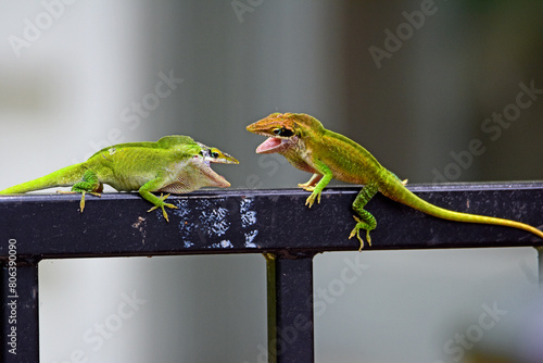 Crested Anoles Fighting-6202