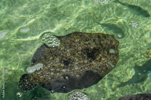 Hawaiian flatfish flounder at the Maui Aquarium, Hawaii photo