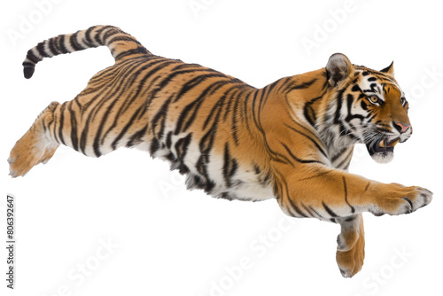 Dynamic Tiger in Action Isolated on Transparent