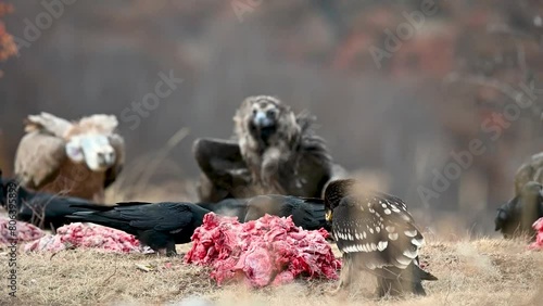 Greater spotted eagle Clanga clanga. A group of vulture birds in the wild. photo