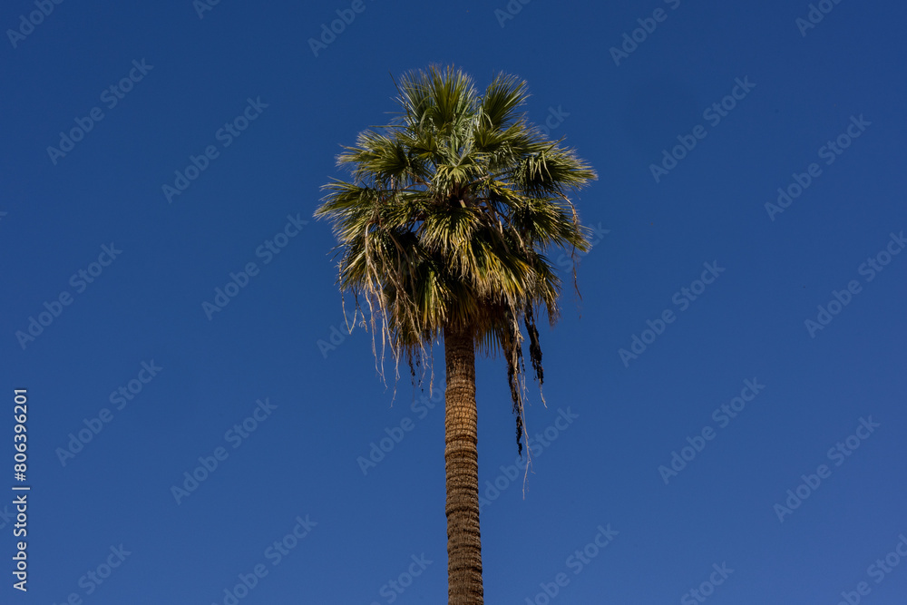Palm tree and blue sky Palm tree and blue sky