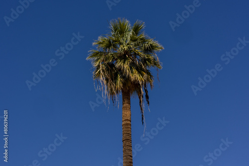 Palm tree and blue sky