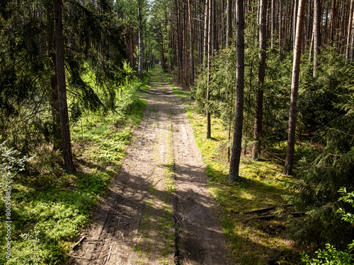 Trail in green forest in sp...