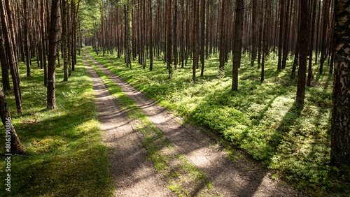 Green forest and foot path ...