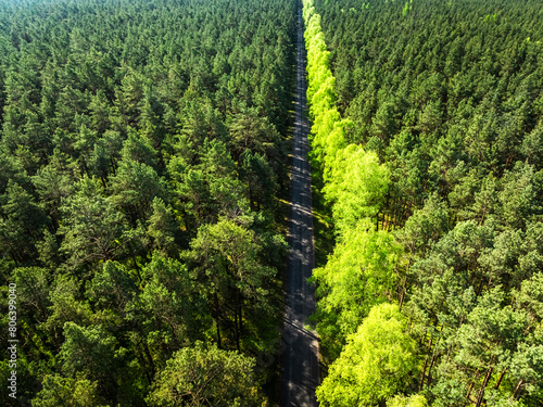 Green forest and country ro...