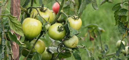 Growing of green tomatoes in the garden. Tied plant. Stages of vegetable ripening. Small harvest due to drought and poor soil. Ecological problem and hunger concept. Copy space. Close-up