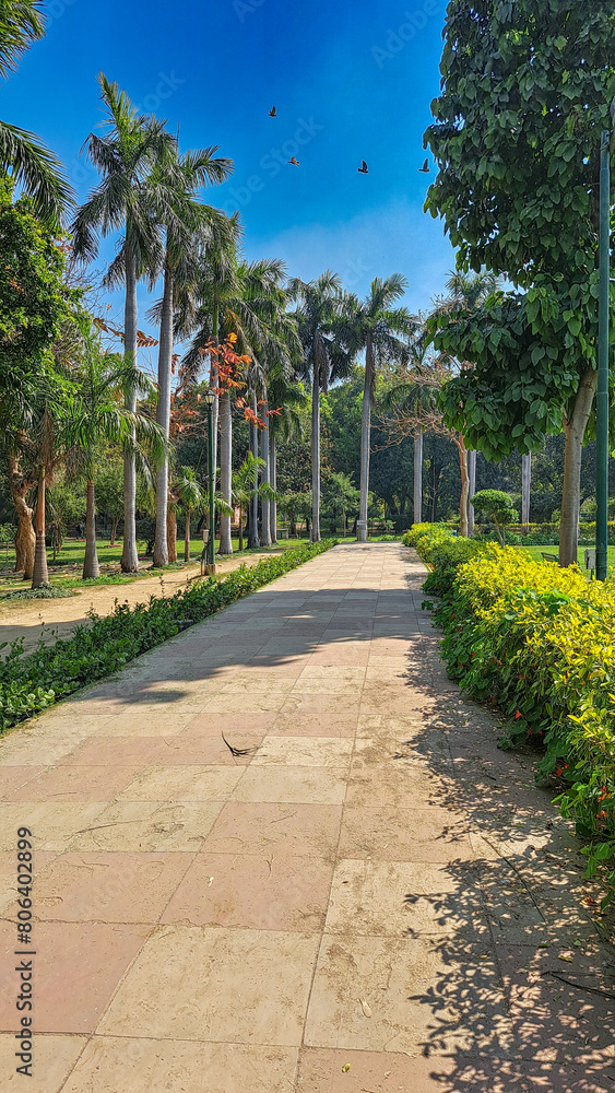 Fototapeta premium Concrete pathway in Lodhi Garden Park, New Delhi, India. Flanked by lush greenery. Tall palm trees. Under clear blue sky, sunny day. Shadows, birds flying overhead.