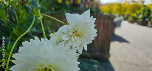 Dahlia close-up on a blurry very beautiful background.