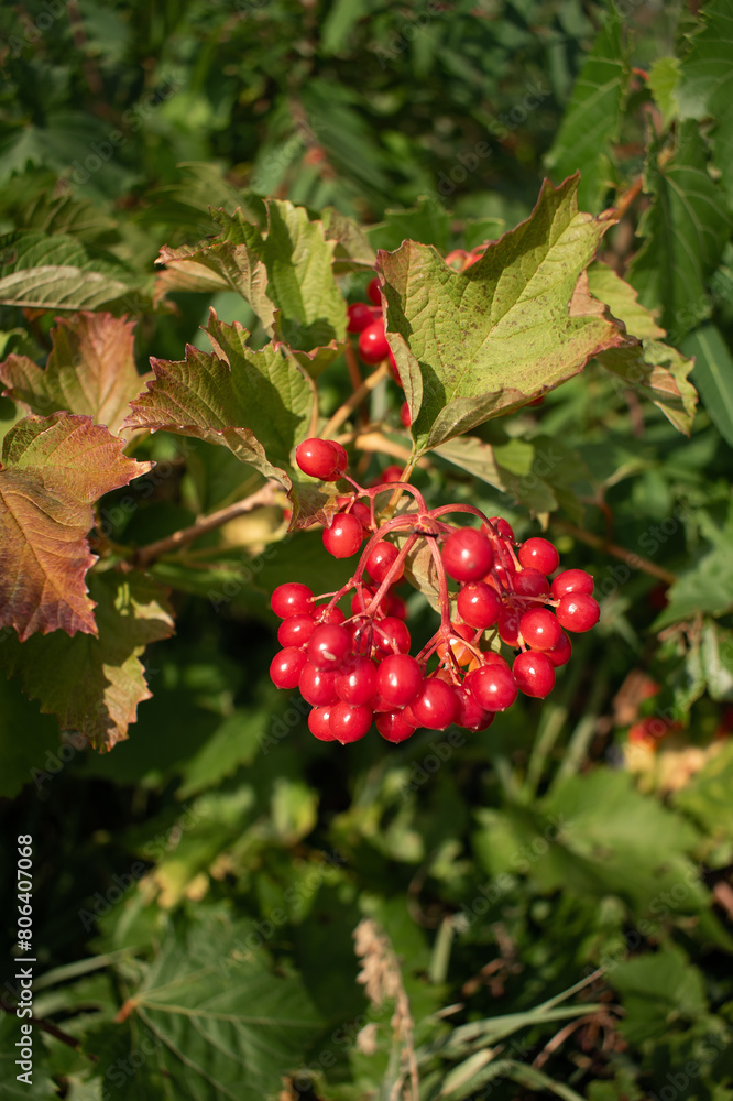 Fototapeta premium Bunch of red viburnum berries with green leaves in the garden. Viburnum is a symbol of Ukrainian culture.