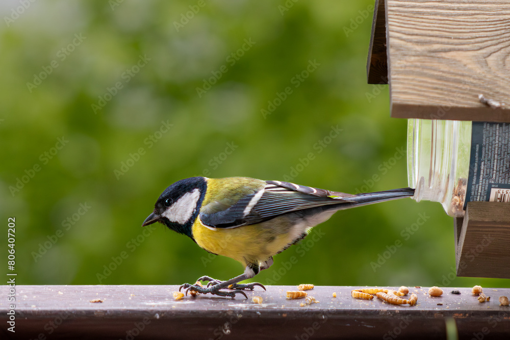 Fototapeta premium Cinciallegra sul balcone